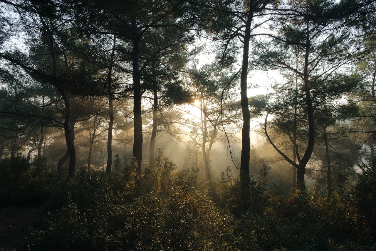 Misty forest scenery with sunbeams filtering through trees at dawn.